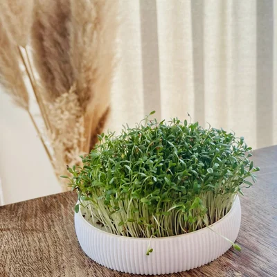 Anzuchtschale – Bộ khay ươm Microgreens tại nhà