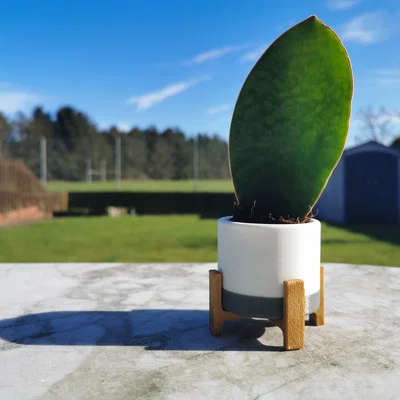 Chậu Sen Đá phong cách Mid Century - Nhỏ ⌀6cm