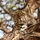 atrushing_1380510
