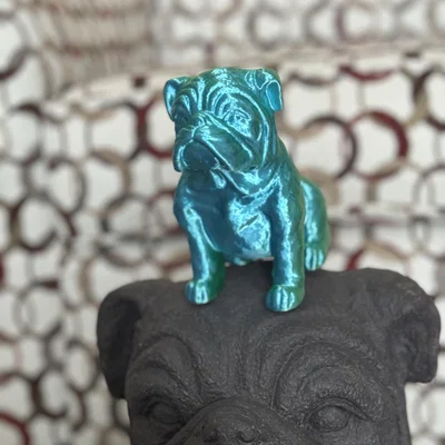Chó French Bulldog Ngồi (Sitting French Bull Dog)