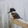 powARman_2077239