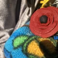 Mô hình hoa anh túc 3D (3D Poppy) tinh tế dùng để trang trí - Thumbnail 1