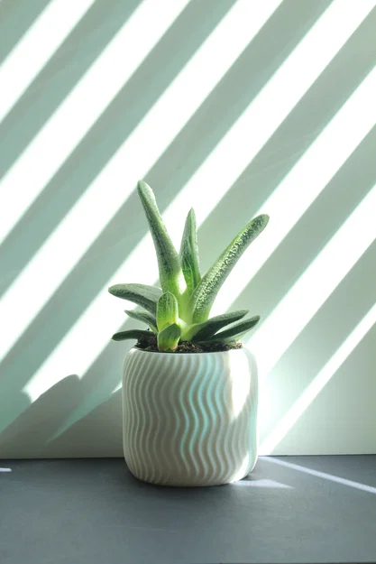 Chậu Sen Đá Xoắn Ốc (Spiral Succulent Planter) - Image 1