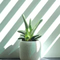 Chậu Sen Đá Xoắn Ốc (Spiral Succulent Planter) - Thumbnail 1