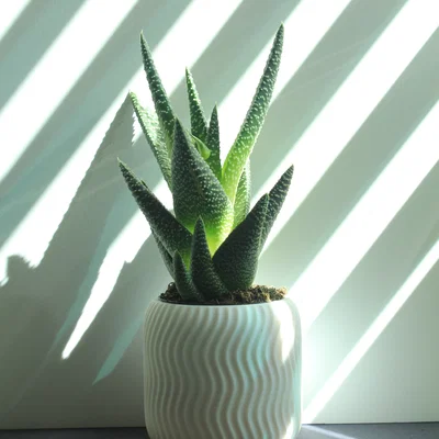 Chậu Sen Đá Xoắn Ốc (Spiral Succulent Planter)