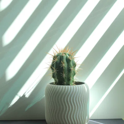 Chậu Sen Đá Xoắn Ốc (Spiral Succulent Planter)