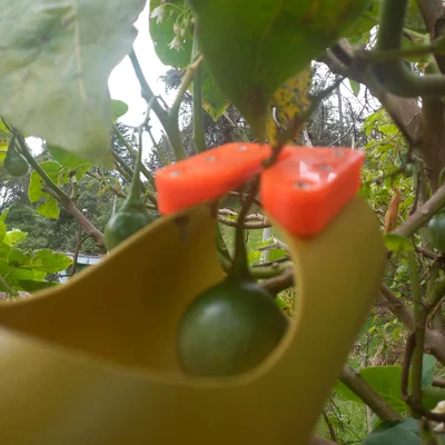 Dụng cụ hái trái cây Recolector de fruta (Fruit picker)