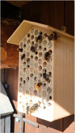 Insekten Hotel (Khách sạn côn trùng) - Image 1