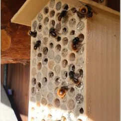 Insekten Hotel (Khách sạn côn trùng)