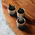 Bộ Sưu Tập Chậu Vui Vẻ (Happy Planter Collection) - Thumbnail 6
