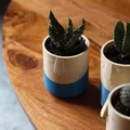 Bộ Sưu Tập Chậu Vui Vẻ (Happy Planter Collection) - Thumbnail 9