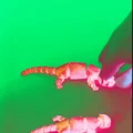Rái cá khớp nối (Articulated Otter) - Thumbnail 2