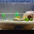 Đường hầm cho hồ cá (Fish Tank Tunnel) - Thumbnail 1