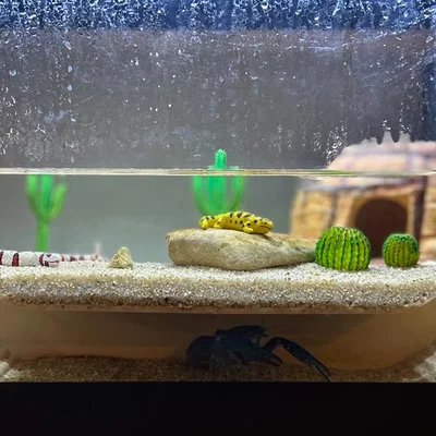 Đường hầm cho hồ cá (Fish Tank Tunnel)