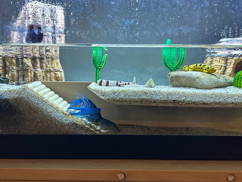 Đường hầm cho hồ cá (Fish Tank Tunnel) - Image 2