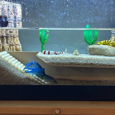 Đường hầm cho hồ cá (Fish Tank Tunnel)