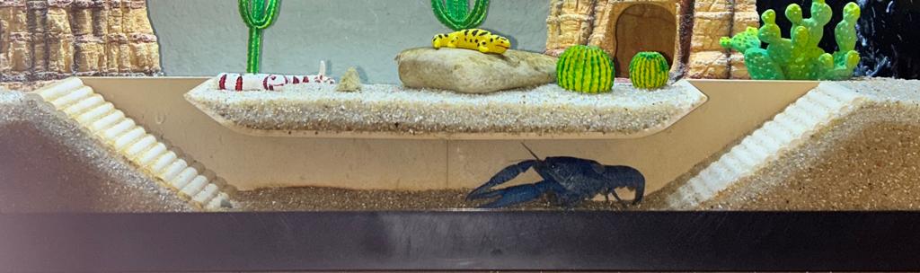 Đường hầm cho hồ cá (Fish Tank Tunnel) - Image 3