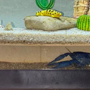 Đường hầm cho hồ cá (Fish Tank Tunnel)