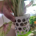 Móc treo cây trên mặt nước cho hồ cá (Aquarium surface plant hanger) - Thumbnail 1