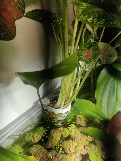 Móc treo cây trên mặt nước cho hồ cá (Aquarium surface plant hanger) - Image 3