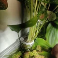 Móc treo cây trên mặt nước cho hồ cá (Aquarium surface plant hanger) - Thumbnail 3