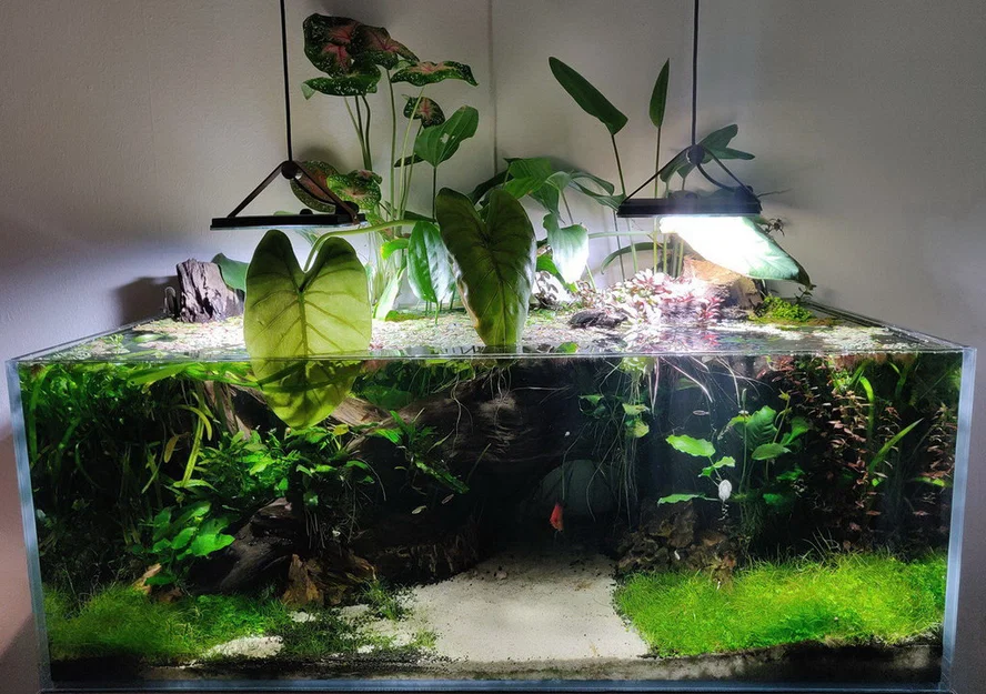 Móc treo cây trên mặt nước cho hồ cá (Aquarium surface plant hanger) - Image 4