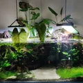 Móc treo cây trên mặt nước cho hồ cá (Aquarium surface plant hanger) - Thumbnail 4