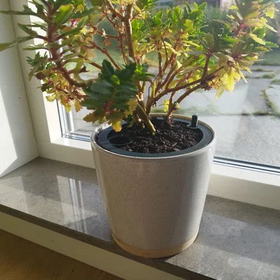 Chậu Tự Tưới Parametric (Self Watering Planter) Có Que Thăm Mực Nước