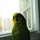Greenparrot