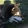 GFron_248282
