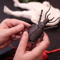 Mô hình bọ cánh cứng xúc giác cho người khiếm thị in 3D - Thumbnail 1
