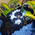Cột đá basalt hình học trang trí cho bể cá/aquarium - Thumbnail 3
