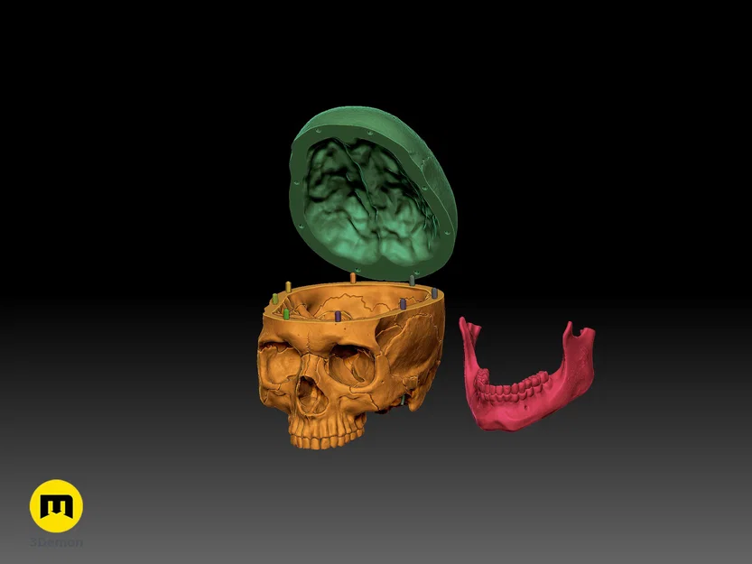 Mô hình hộp sọ người 3D chi tiết cao - Dễ dàng in và lắp ráp - Image 1