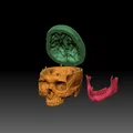 Mô hình hộp sọ người 3D chi tiết cao - Dễ dàng in và lắp ráp - Thumbnail 1