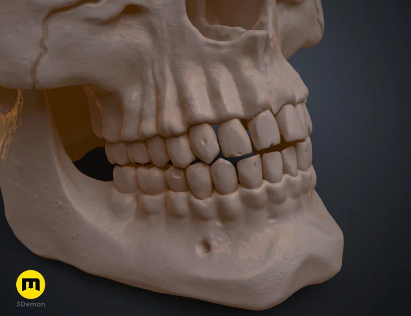 Mô hình hộp sọ người 3D chi tiết cao - Dễ dàng in và lắp ráp - Image 2