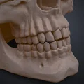 Mô hình hộp sọ người 3D chi tiết cao - Dễ dàng in và lắp ráp - Thumbnail 2