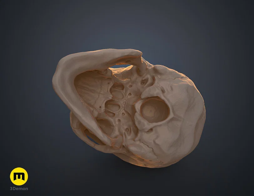 Mô hình hộp sọ người 3D chi tiết cao - Dễ dàng in và lắp ráp - Image 3
