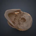Mô hình hộp sọ người 3D chi tiết cao - Dễ dàng in và lắp ráp - Thumbnail 3