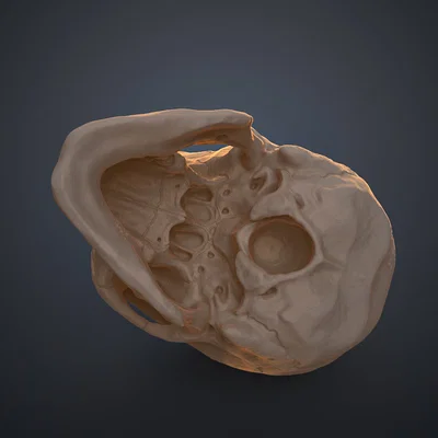 Mô hình hộp sọ người 3D chi tiết cao - Dễ dàng in và lắp ráp