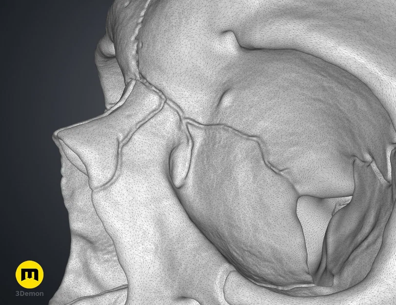 Mô hình hộp sọ người 3D chi tiết cao - Dễ dàng in và lắp ráp - Image 4