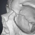 Mô hình hộp sọ người 3D chi tiết cao - Dễ dàng in và lắp ráp - Thumbnail 4