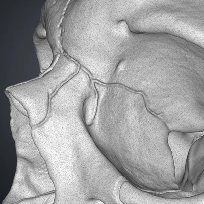 Mô hình hộp sọ người 3D chi tiết cao - Dễ dàng in và lắp ráp