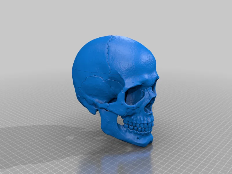 Mô hình hộp sọ người 3D chi tiết cao - Dễ dàng in và lắp ráp - Image 5