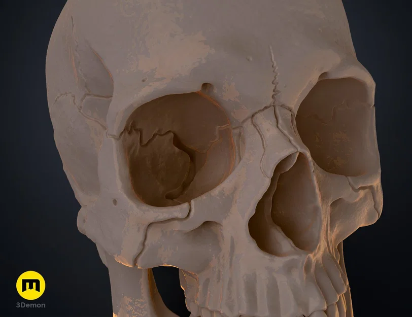 Mô hình hộp sọ người 3D chi tiết cao - Dễ dàng in và lắp ráp - Image 6