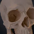 Mô hình hộp sọ người 3D chi tiết cao - Dễ dàng in và lắp ráp - Thumbnail 6