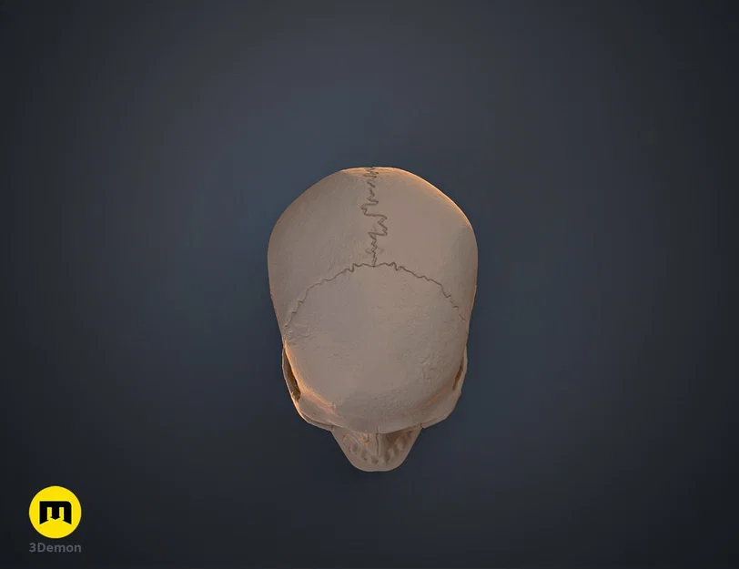 Mô hình hộp sọ người 3D chi tiết cao - Dễ dàng in và lắp ráp - Image 7