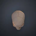 Mô hình hộp sọ người 3D chi tiết cao - Dễ dàng in và lắp ráp - Thumbnail 7