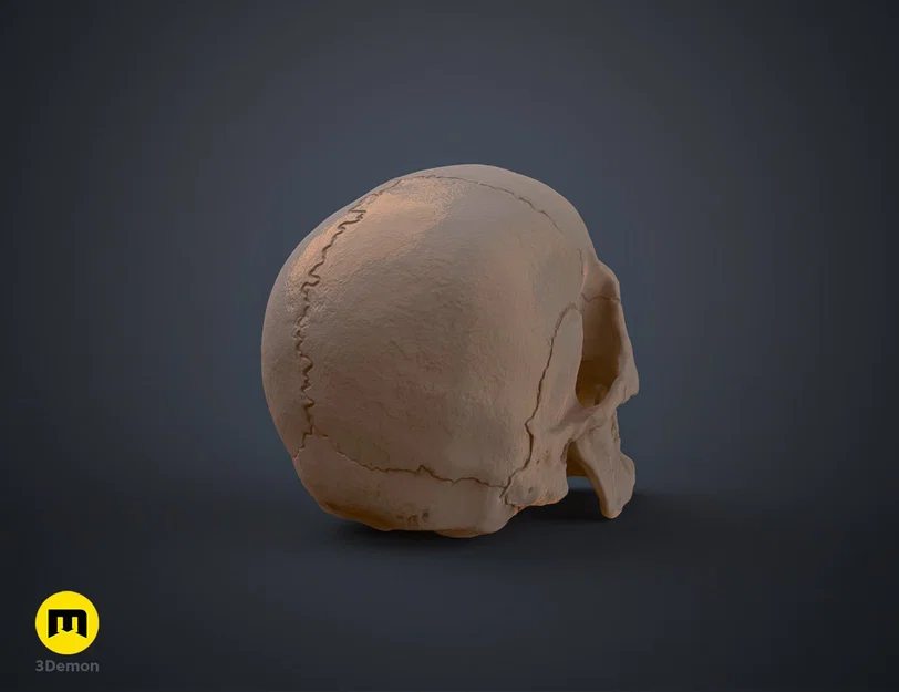 Mô hình hộp sọ người 3D chi tiết cao - Dễ dàng in và lắp ráp - Image 8