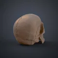 Mô hình hộp sọ người 3D chi tiết cao - Dễ dàng in và lắp ráp - Thumbnail 8