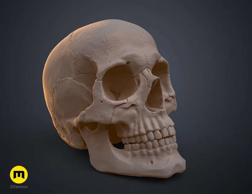 Mô hình hộp sọ người 3D chi tiết cao - Dễ dàng in và lắp ráp - Image 9
